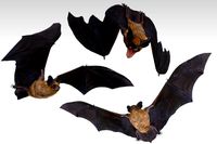 Common Pipistrelle Bat