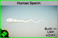 Human Sperm