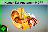 Human Ear Anatomy - HDRP