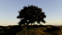 Tree and grass