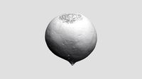 Beetroot - Ultra-Realistic 3D Print Model