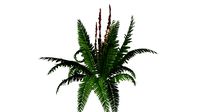 Cinnamon Fern Plant #02