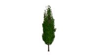 Italian Cypress Tree #08
