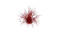Summer Pennisetum Fireworks Grass
