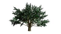 Common Hawthorne Tree #09