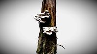 Old Mossy Tree (Low Mid High LOD)