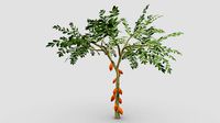 Cacao Tree( Orang Fruit)- 04