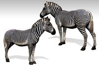 Zebra (Animated)