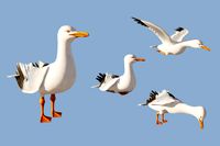 Bird Animation Pack - Seagull