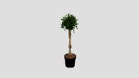 Chinese banyan Ficus Nitida 3D Model