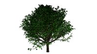Bradford Callery Pear Tree #04