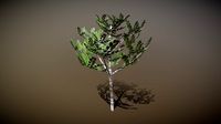 birchtree
