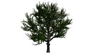 Red Delicious Apple Tree #09