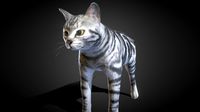 Cat American Shorthair