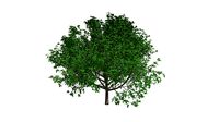 Bradford Callery Pear Tree #06