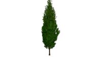 Italian Cypress Tree #05