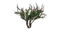 Crape Myrtle Tree #06