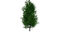 Cypress Oak Tree #10