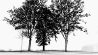 Tree- point cloud
