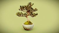 Bonsai 18