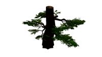 Western Juniper Tree #10