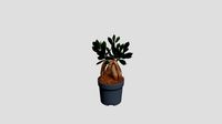 Chinese banyan Ficus Ginseng 3D Model