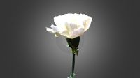 Un Clavel Blanco