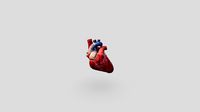 Human Heart