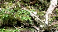 兰田村树丛 root
