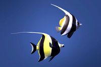 Moorish and Bannerfish