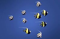 Schooling 9 Moorish and Bannerfish