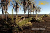 Gen03 Date Palms1