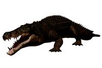 Saltwater Crocodile (animated)