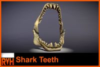 Shark Teeth