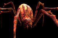 Hell demonic spider