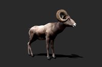 Realistic Animated Bighorn