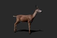 Realistic Animated Doe