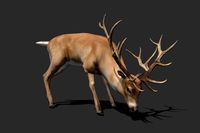 Realistic Animated Deer