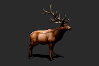 Realistic Animated Elk