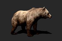 Realistic Animated Bear