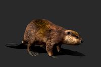 Beaver 3D Model
