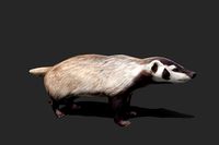 Badger 3D Model