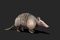Armadillo 3D Model