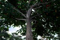 WG Indian Almond Tree Pack