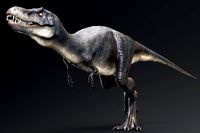 Dinosaur Juvenile Tyrannosaurus Rex - 117 Animations