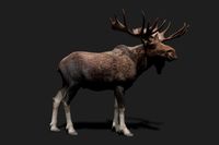 Realistic Animated Moose 2.0