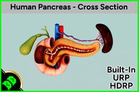 Human Pancreas - Cross Section