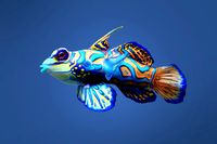 Mandarinfish