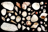 48 SeaShells Bundle