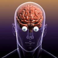Brain with Eyes in a Human Head 3D Model
